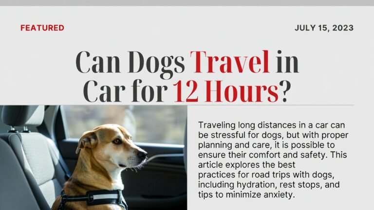 Can Dogs Travel in Car for 12 Hours