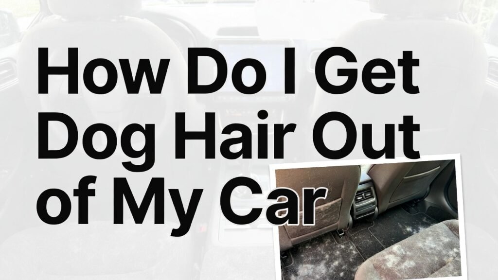 How Do I Get Dog Hair Out of My Car
