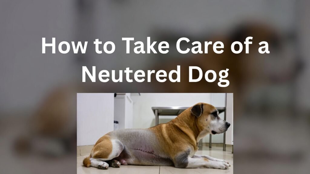 How to Take Care of a Neutered Dog