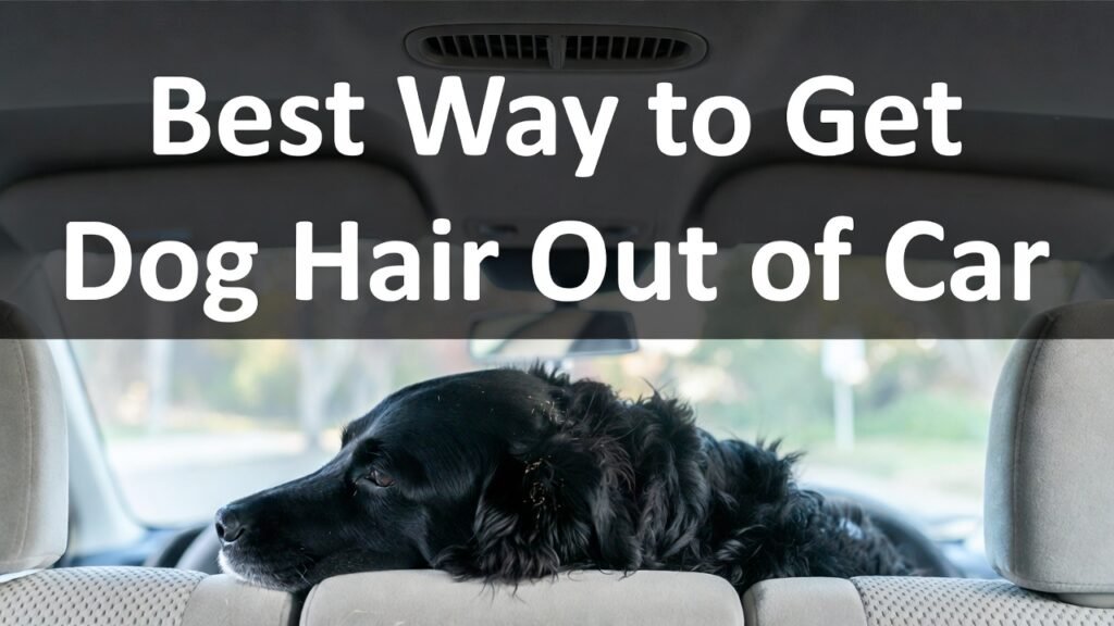 Best Way to Get Dog Hair Out of Car