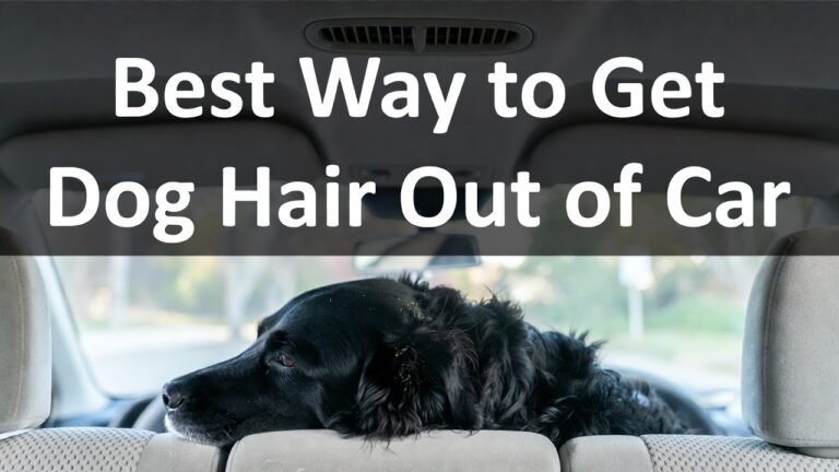 Best Way to Get Dog Hair Out of Car