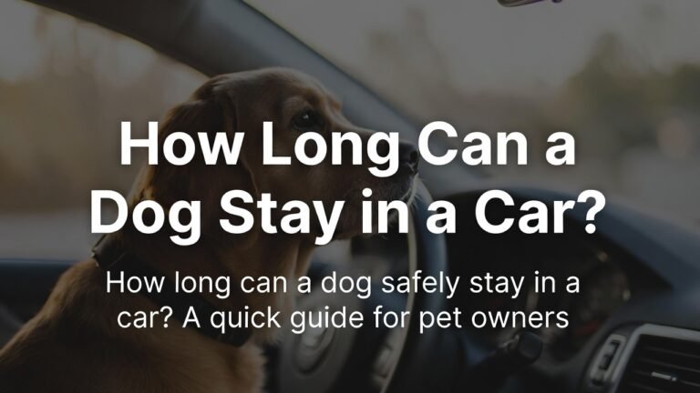How Long Can a Dog Stay in a Car